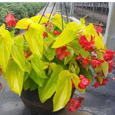 Canary Yellow Begonia - 5" Fancy