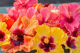 Hibiscus 'Hollywood'- 1 Gallon Tropicals
