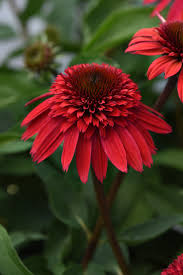 Echinacea Double Scoop Strawberry - 6" Grand Prairie Farms Round