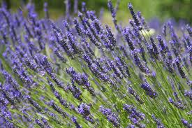 Lavender - Provence - 6" Grand Prairie Farms Round