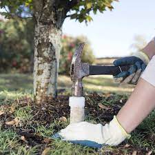 A pair of gloved hands hammering a fertilizer stake into the dirt near the base of a tree.