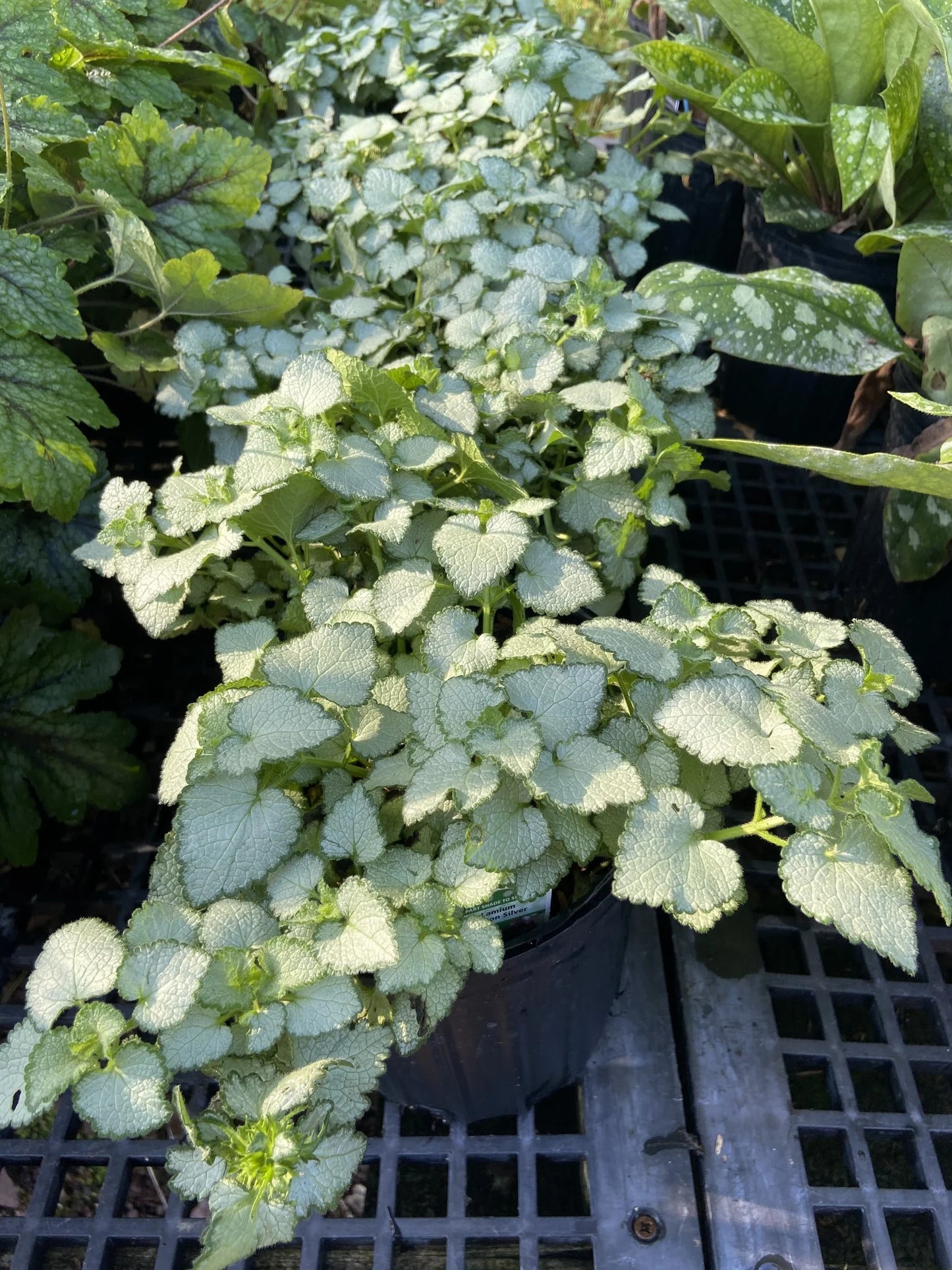 Lamium - Beacon Silver - 4" Accents