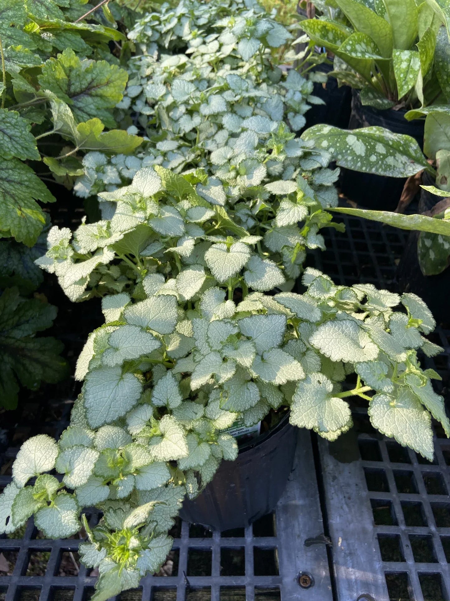 Lysimachia Aurea - 4" Accents
