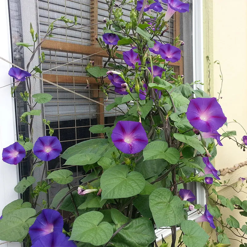 Morning Glory Grandpa Ott- 5" Climbers