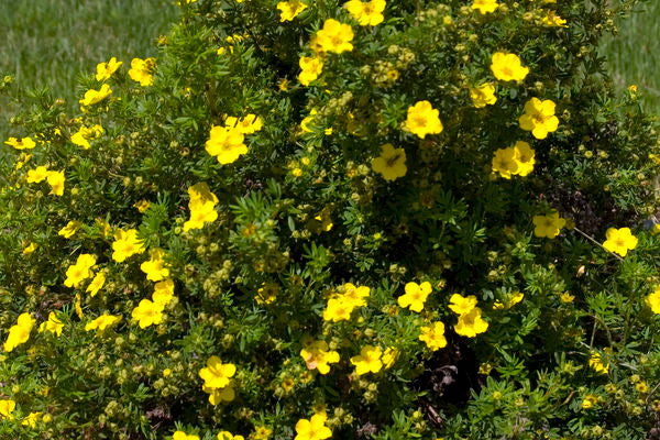 Dakota Sunspot® Potentilla