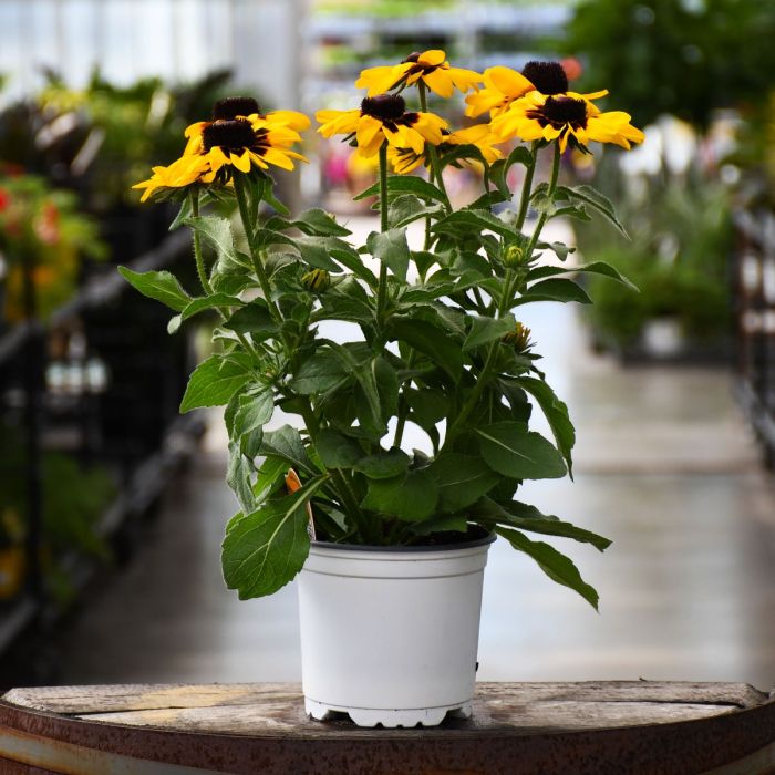 can you plant rudbeckia in pots 5.25" Rudbeckia