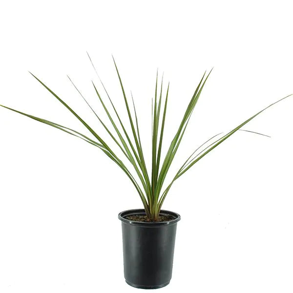Spikes- 4" Accents