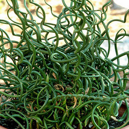 Spiralis- 5" Ornamental Grasses