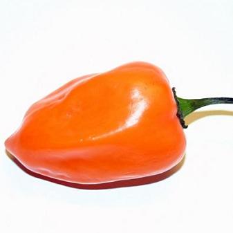 Habanero Pepper - Hot - 4 Packs