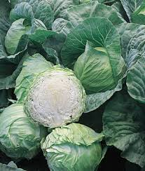 Cabbage Early - 4 Packs