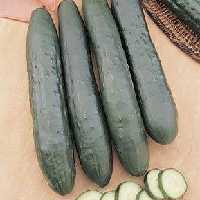 Cucumber Burpless- 4 Packs