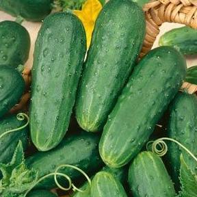 Cucumber Pickling- 4 Packs