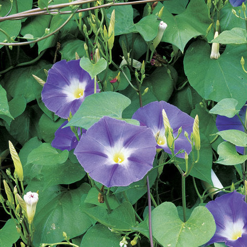 Morning Glory Moon Flower- 5" Climbers