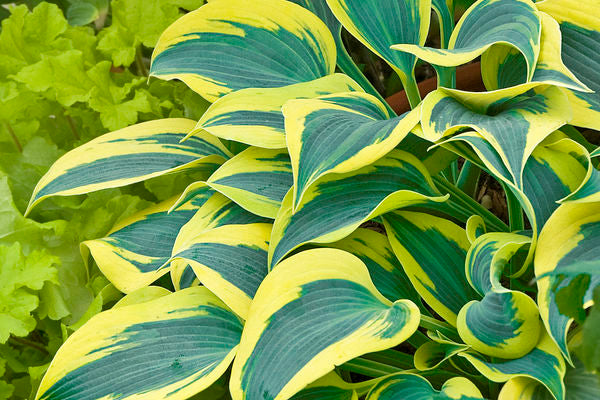 Hosta- Autumn Frost