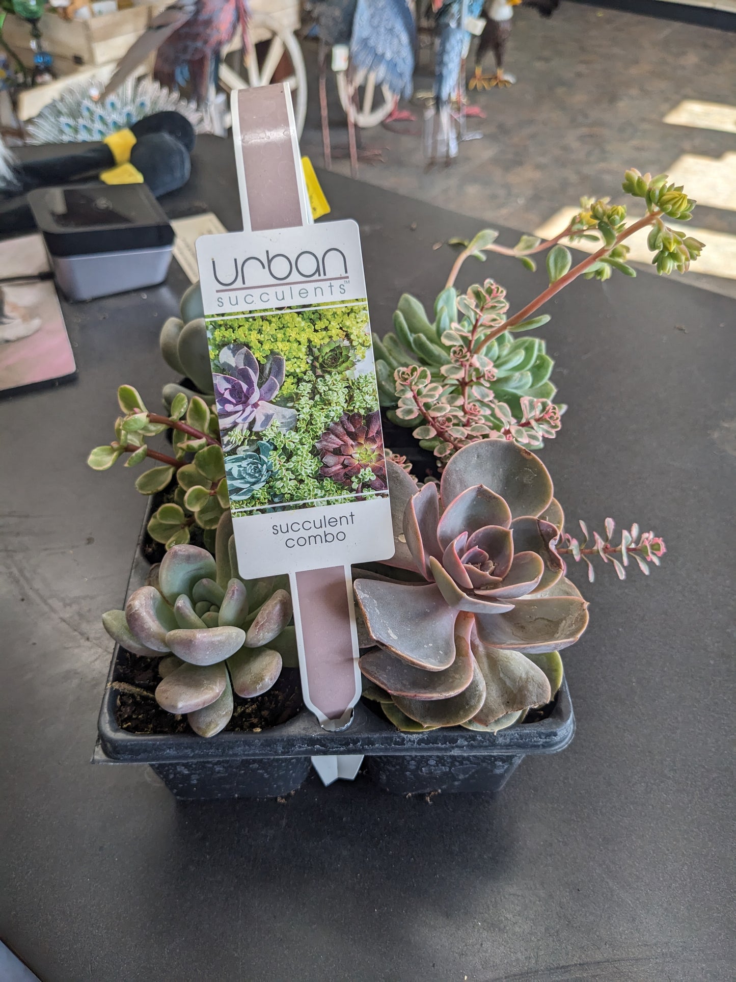 Succulent Combo