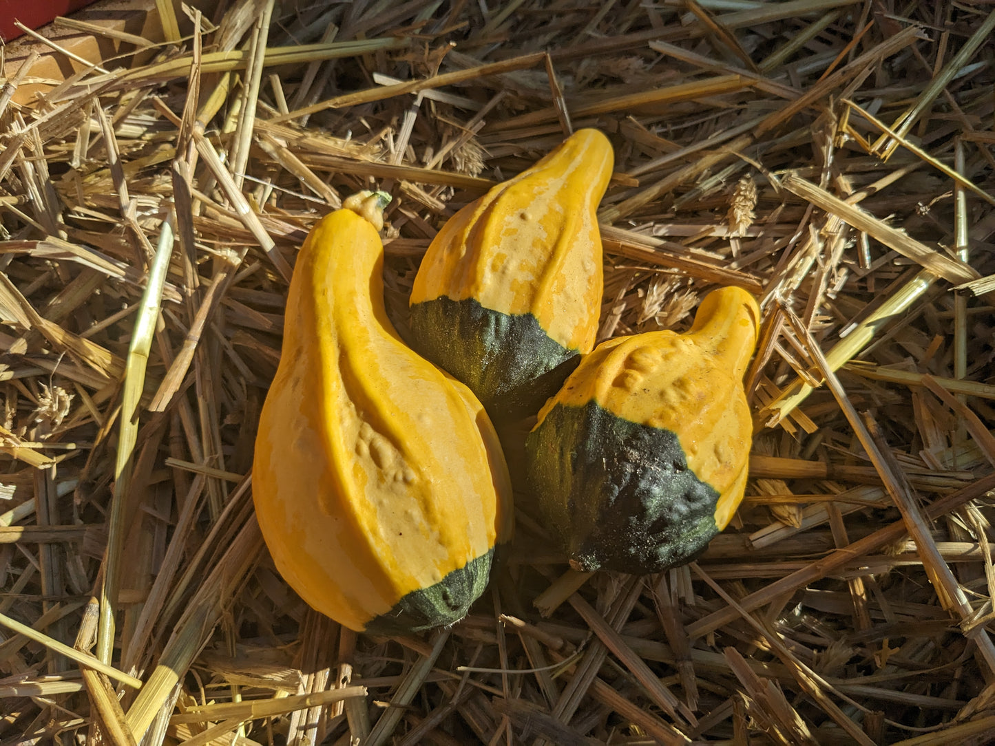 Decorative Yellow and Green Squash