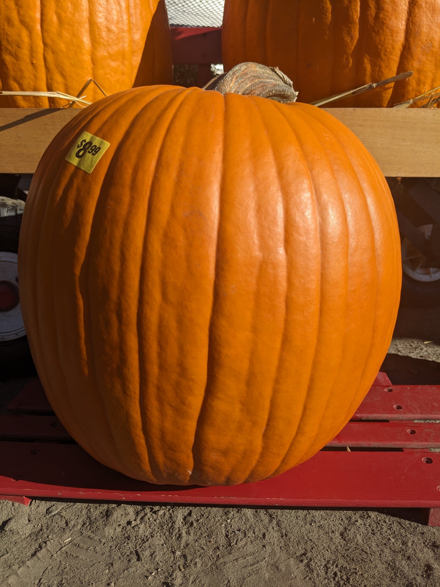 Pumpkin