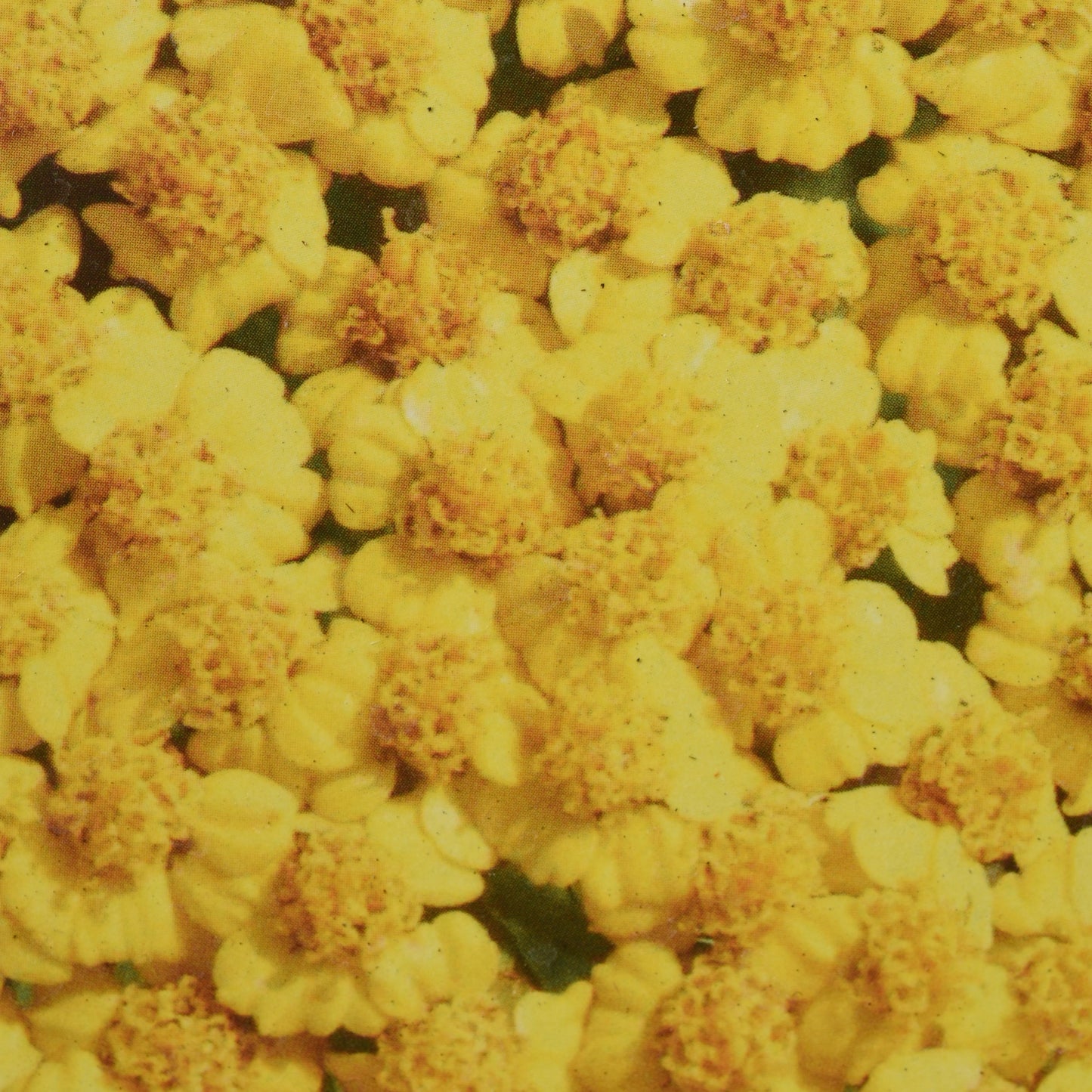 Little Yellow Moonshine Yarrow