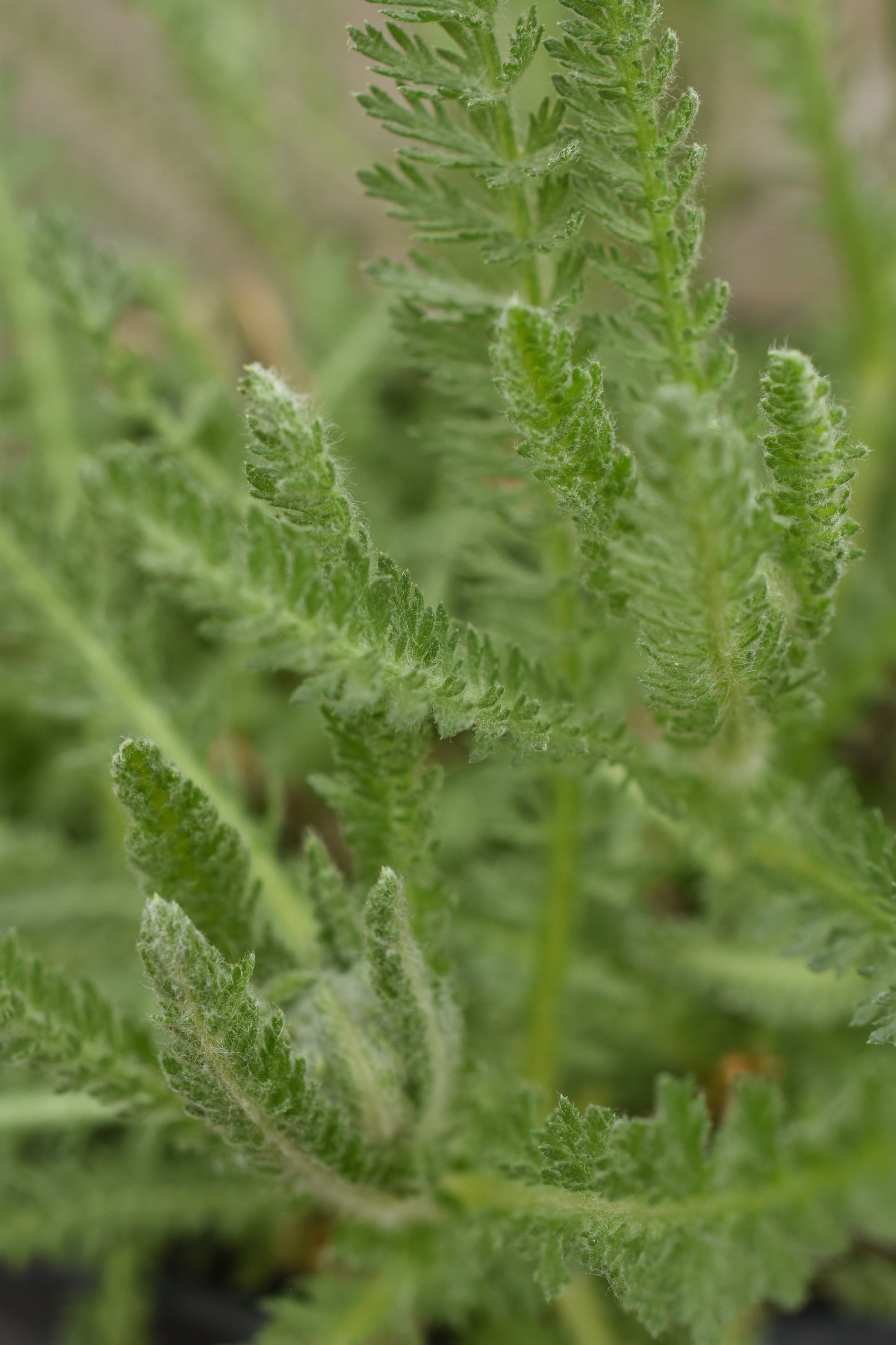 Little Yellow Moonshine Yarrow