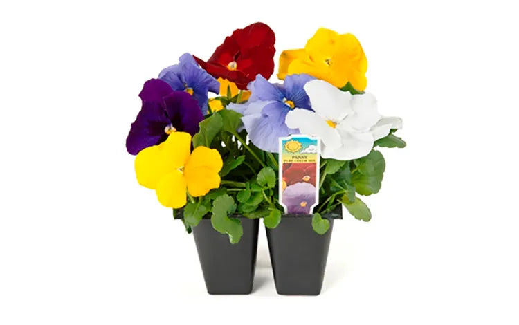 Alyssum- 4 Packs