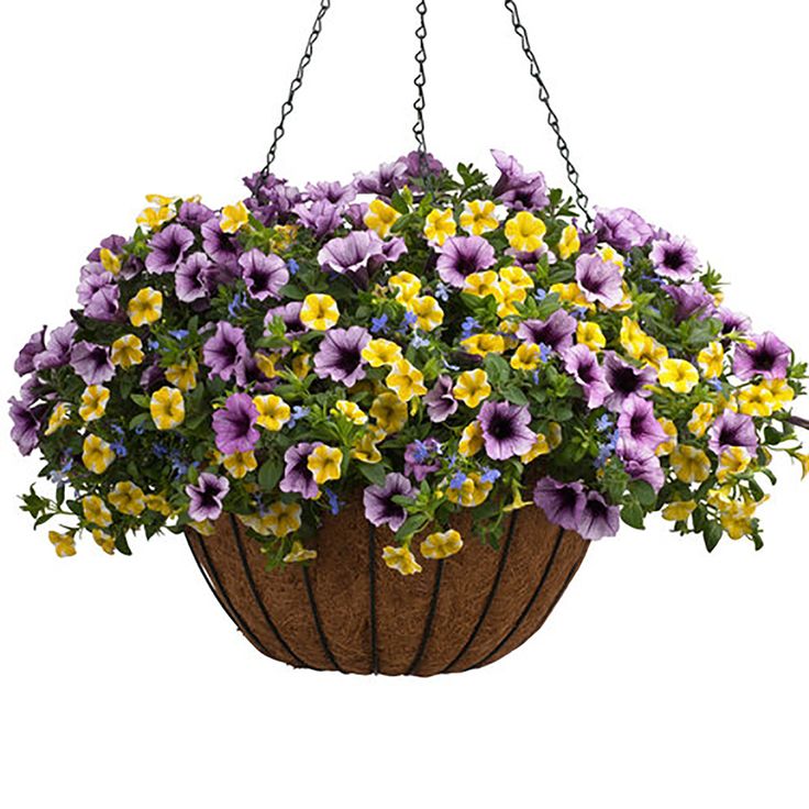 Hanging Basket Fiber Pot 12"-Fiber : 12"