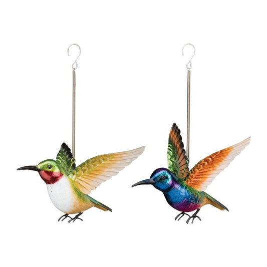 Hummingbird Bouncie