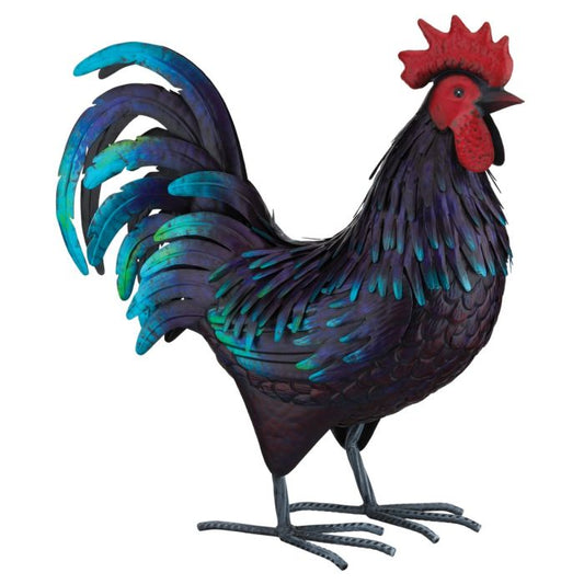 Shetland Rooster LG