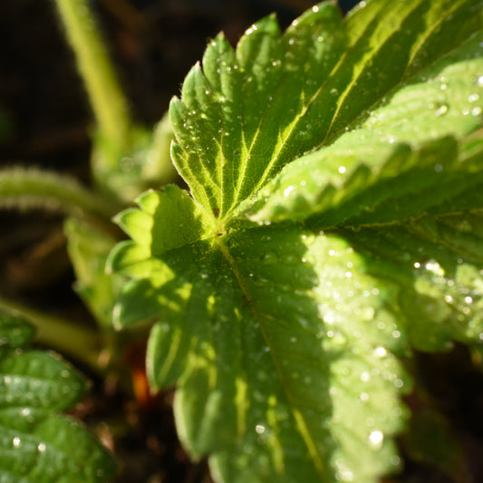 Honeoye Strawberry