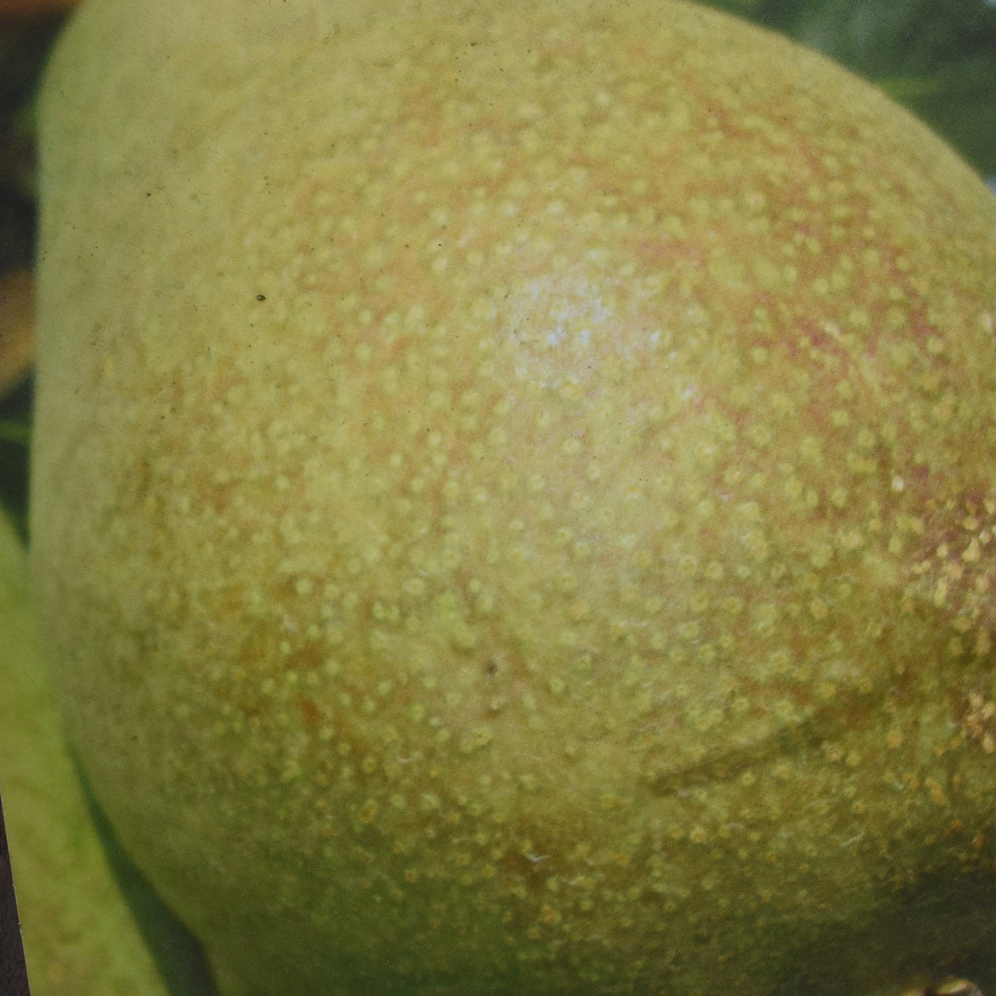 Pattern Pear