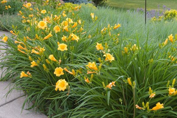 Hem- Stella D'oro Daylily