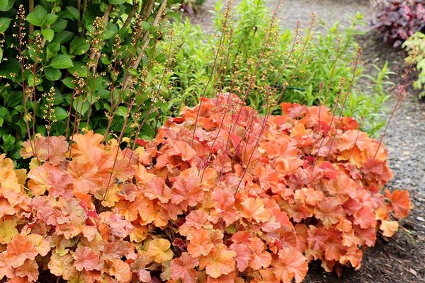 Heuchera- Northern Exposure Amber Coral Bells