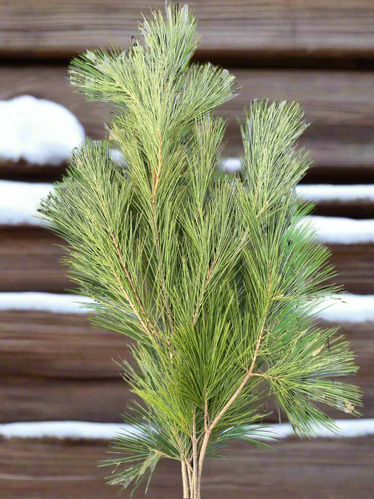 Western White Pine Bough