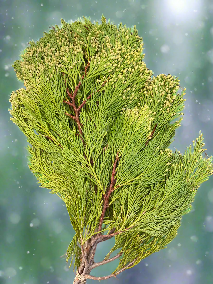 Incense Cedar Bough