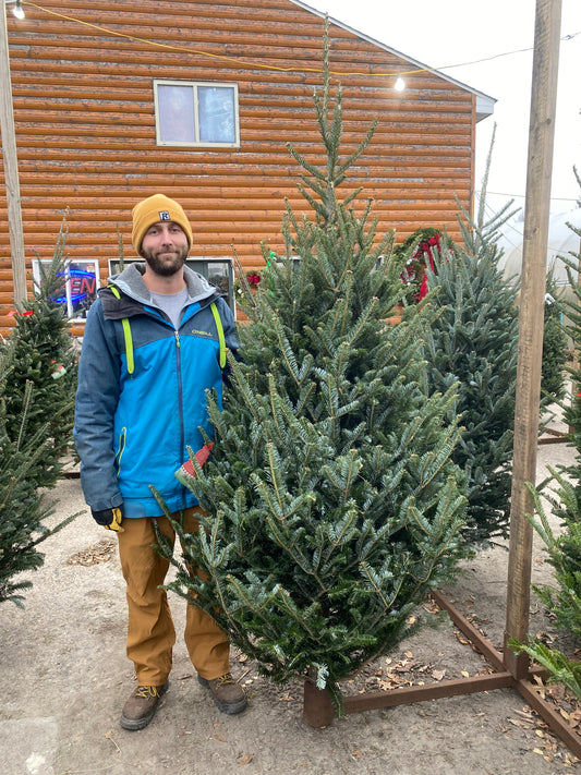 Fraser Fir 6'-7'