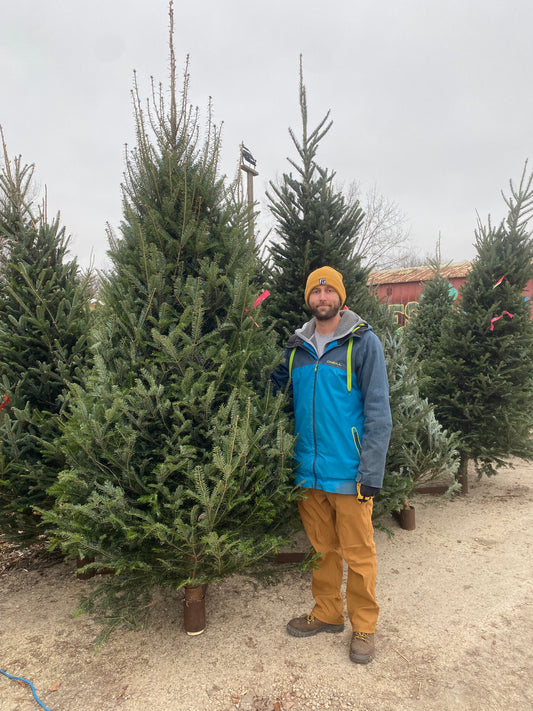 Fraser  Fir 9'-10