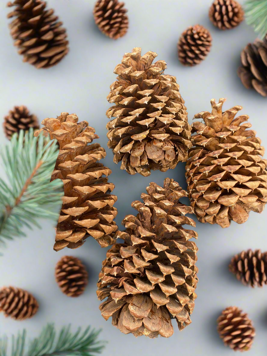 Jeffery Pine Cone - 5"-8"