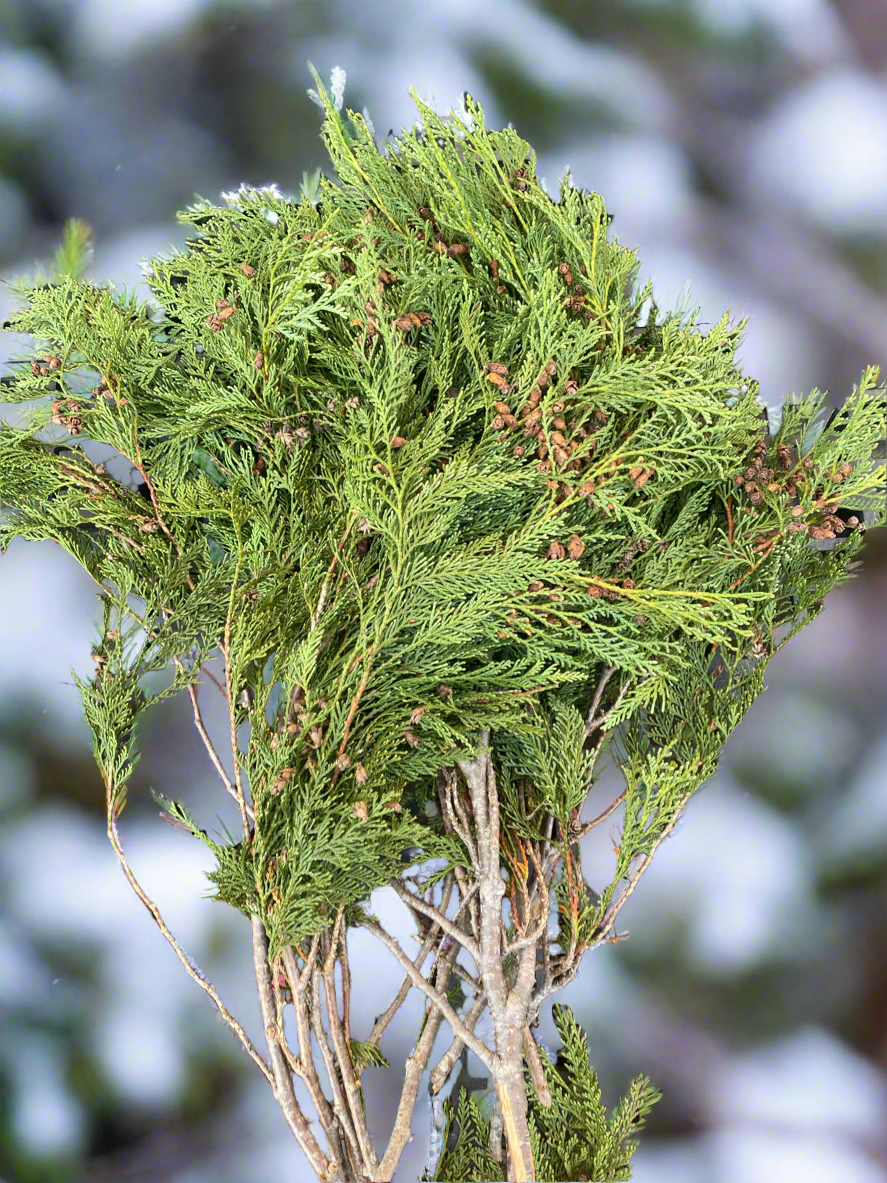 Coned Cedar Boughs