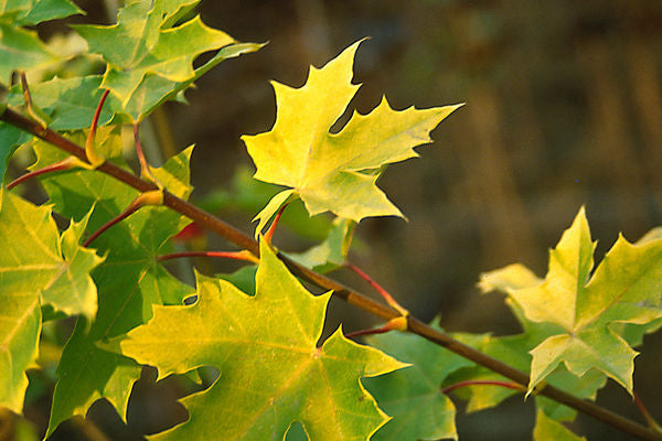 Princeton Gold® Maple