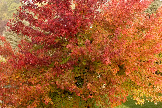 Maple- Burgundy Belle Maple