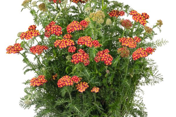 Skysail Fire Yarrow