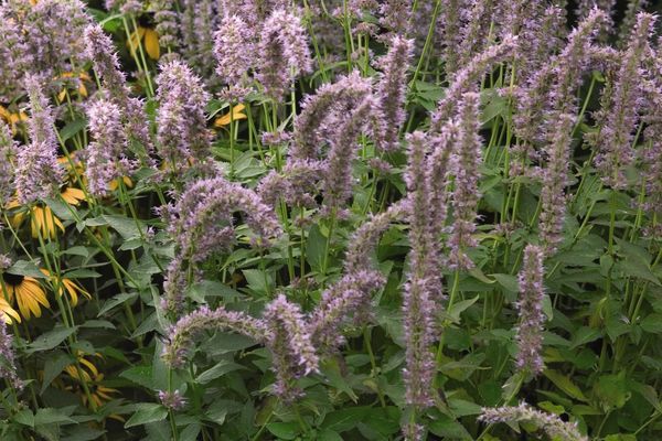 Blue Fortune Anise Hyssop
