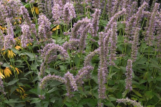 Blue Fortune Anise Hyssop