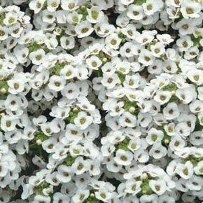 Alyssum- 4 Packs
