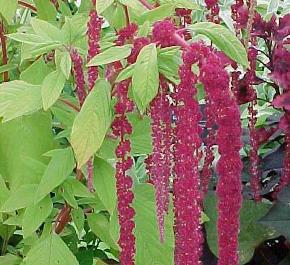 Amaranthus- 4 Packs
