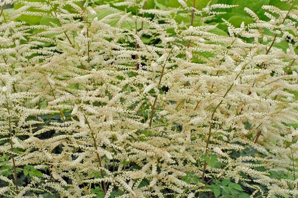Misty Lace Goatsbeard