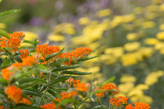 Butterfly Flower