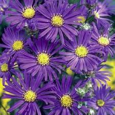 Aster- 4 Packs