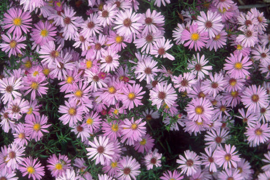 Woods Pink Aster