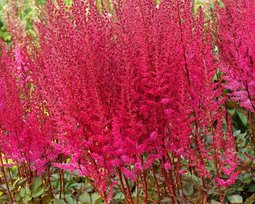 Chocolate Cherry Astilbe-1 Gallon