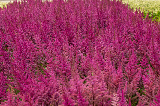 Vision In Red Astilbe